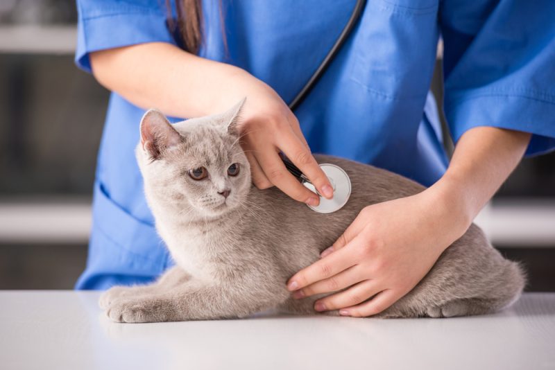 what-cat-owners-should-know-about-respiratory-infections-veterinary