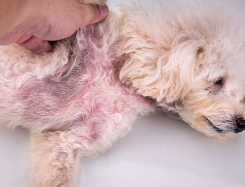 Common Skin Conditions in Pets