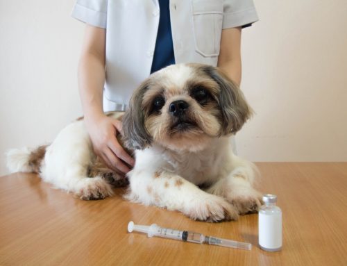 Diabetes Mellitus in Pets: Causes, Signs, and Treatment