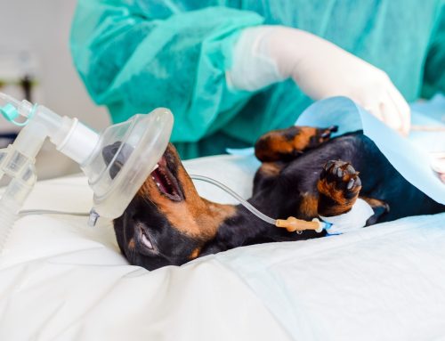 Tender, Loving Care: Post-Surgery Tips for Pet Owners