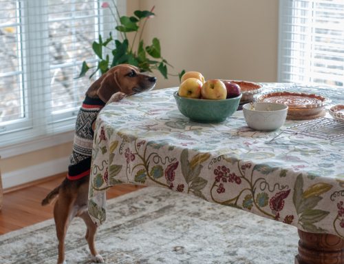 Thanksgiving & Holiday Pet Safety Guide: Protecting Your Pet from Common Hazards