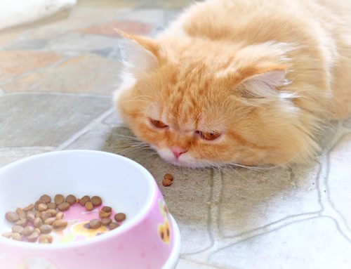 Understanding Pet Appetite Loss: Advice for Pet Owners