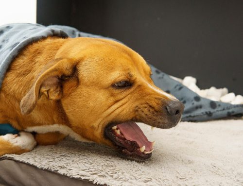 Why Pets Cough, Sneeze, and Wheeze: Common Causes Explained