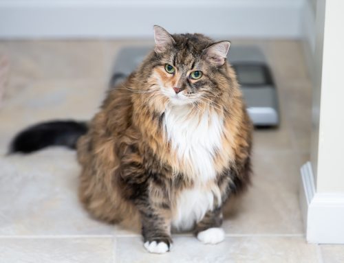 Dangers of Fat Cats: How Extra Weight Can Lead to Diabetes
