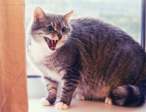 Why Won’t My Cat Stop Meowing? What You Need to Know