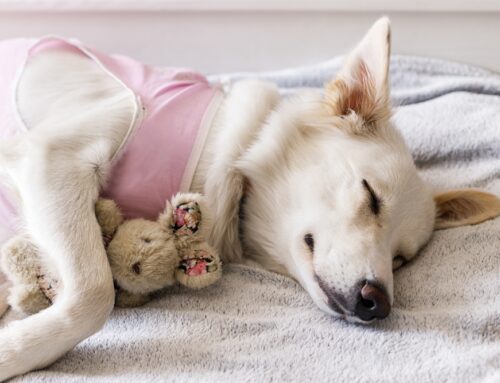 End-of-Life Care: Supporting Your Pet with Compassion and Dignity