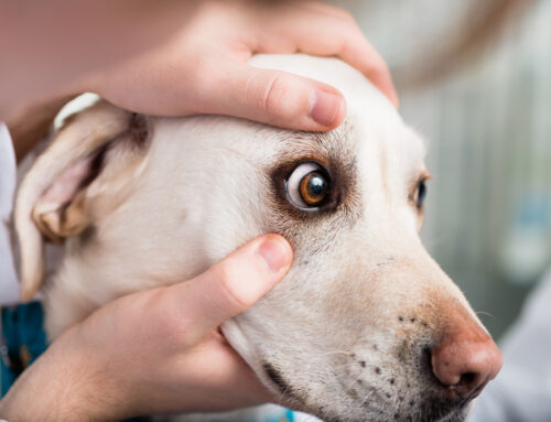 Eye Problems in Pets: Common Issues and Urgent Care Needs