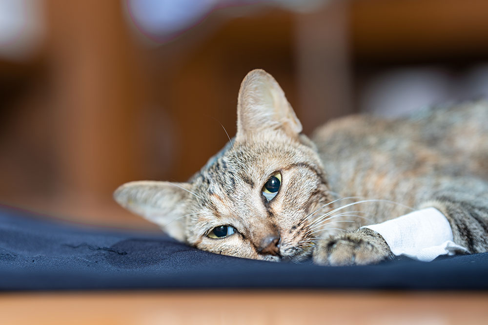Close-up of a tabby cat with a white bandage on its paw, resting its head on a dark surface.