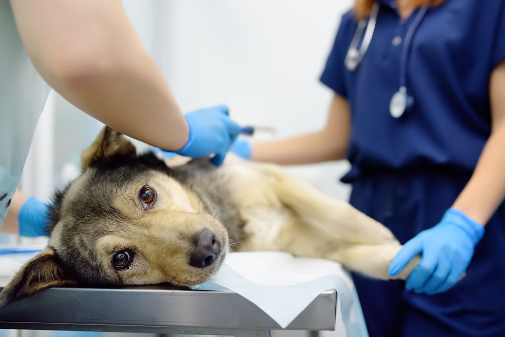 A German Shepherd mix dog lying on its side on an exam table while veterinary staff give an injection.