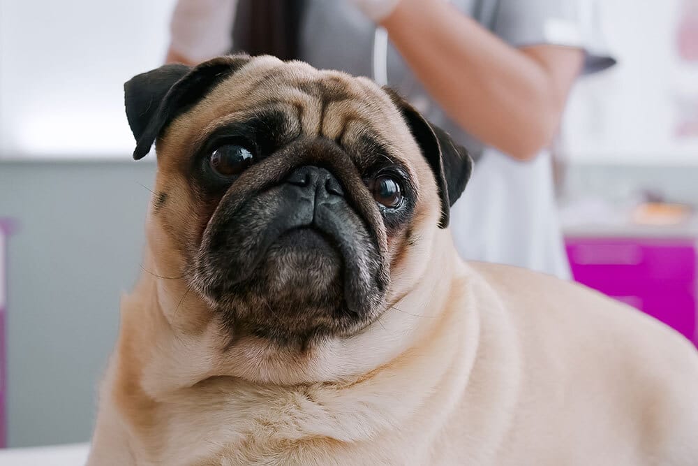 A close-up of a tan pug looking at the camera while at a veterinary clinic.