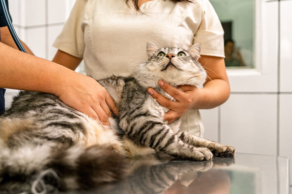 A grey tabby cat lies on a metal exam table while a vet technician gently holds its neck for a checkup.
