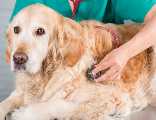 How Much Does Emergency Vet Care Cost?