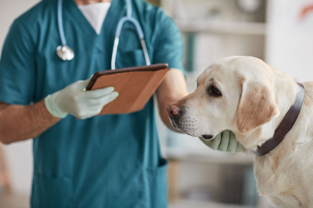 Emergency veterinary care for a dog at an urgent vet clinic.