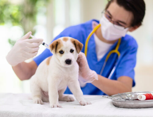 Understanding Canine Parvovirus: Symptoms and Prevention