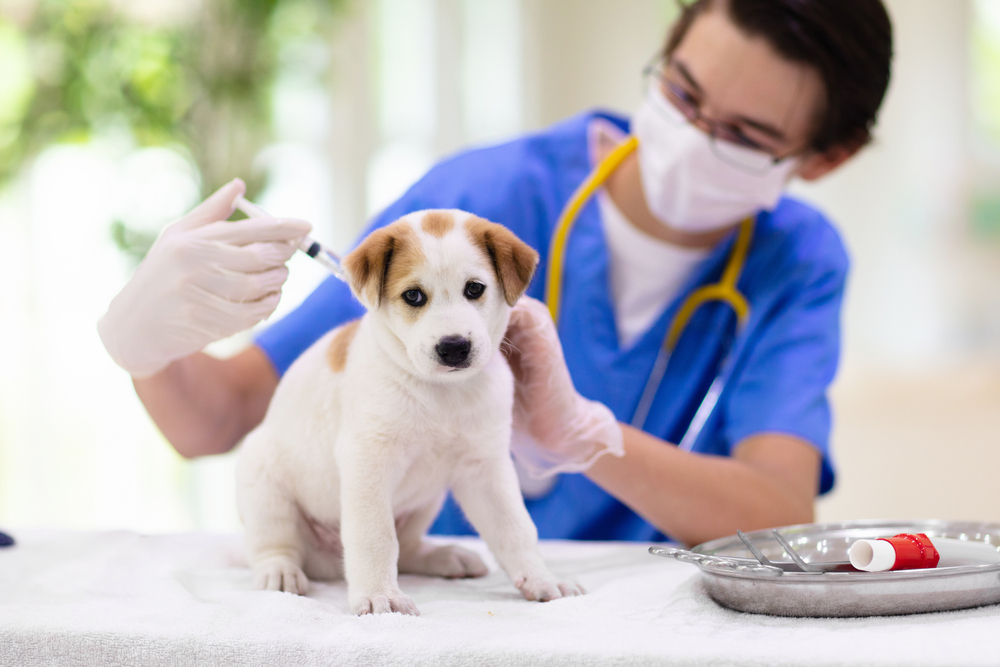 A veterinarian wearing a face mask and blue scrubs administers a vaccination shot to a white and brown puppy on an exam table.