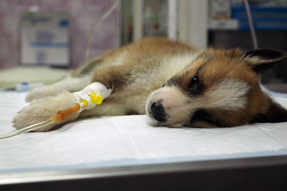 A small, tricolor puppy lies on a white medical pad with an intravenous (IV) catheter and tube inserted into its front leg for veterinary treatment.