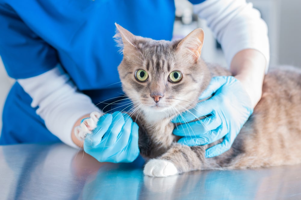 Veterinarian examining a cat during a routine health checkup in a clinic setting, ensuring overall wellness and care.