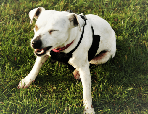 Nasal Foreign Bodies and Sudden Sneezing Fits