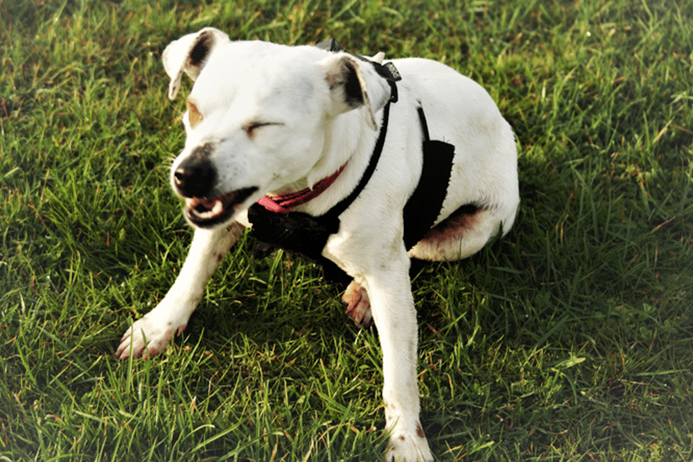 Dog sneezing with visible nasal discharge, showing symptoms of respiratory infection.