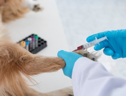 Auto-Immune blood diseases IMHA, IMT, FeLV, FIV, FIP