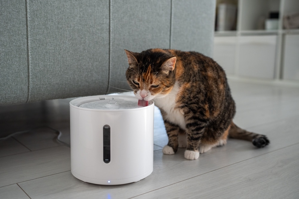 Cat drinking water from an automatic water dispenser at home.
