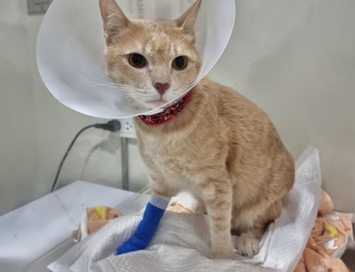 Is My Male Cat Blocked or Just Constipated?