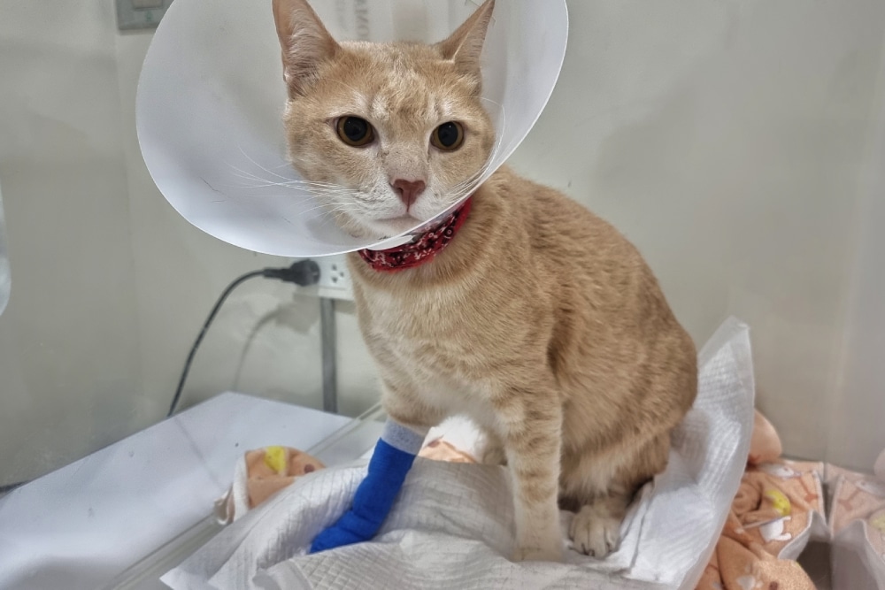 Male cat wearing a protective cone during treatment for a urinary health condition.